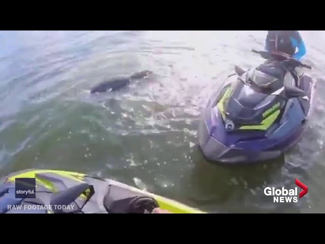 Video shows jet skiers rescuing trapped dolphin from fishing net