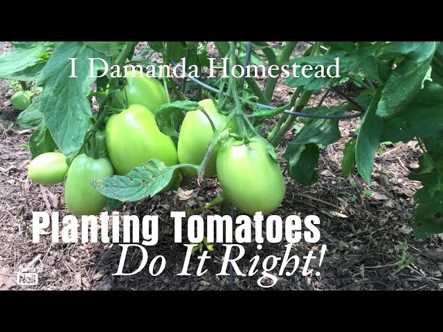 Start Tomatoes off Right! Plant Deep and use Landscape Cloth for Weed and Blight Control.