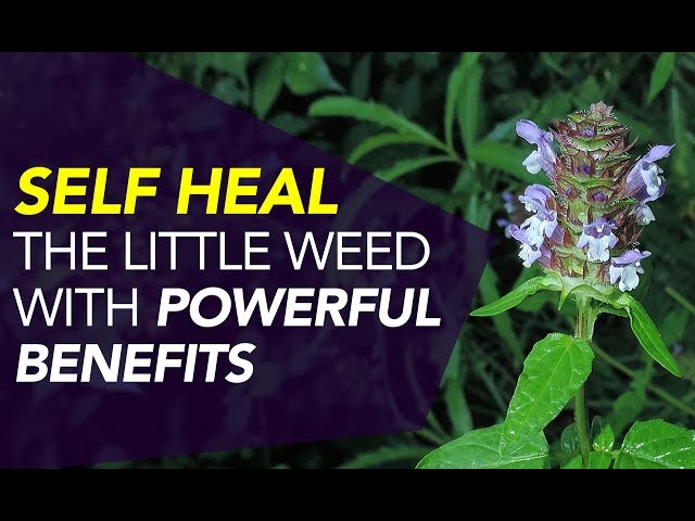 Self Heal — The Little Weed With POWERFUL Benefits