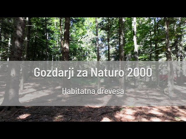 Gozdarji za Naturo 2000: Habitatna drevesa