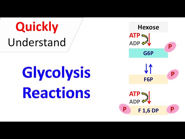Glycolysis steps