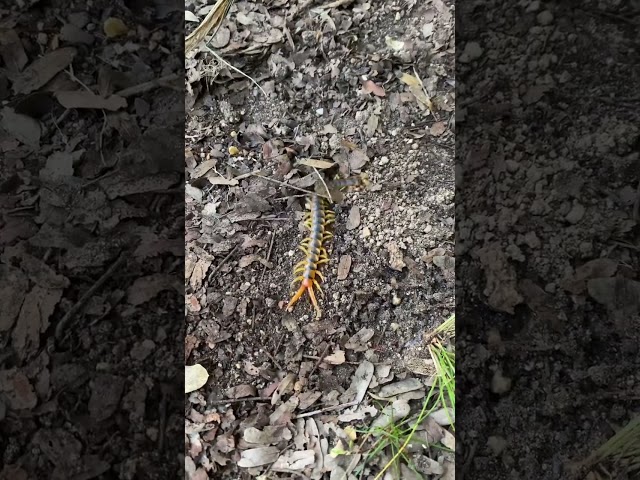 Why you should always wear gloves in the garden. Small centipede but can still hurt like hell