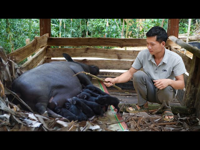 A herd of piglets was born, Cook porridge to increase pig milk - Luu Linh Family