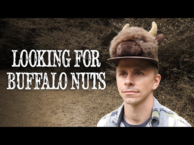 Looking For Buffalo Nuts