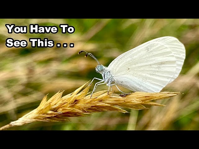 The Wood White - One of The Most Delicate of Butterflies