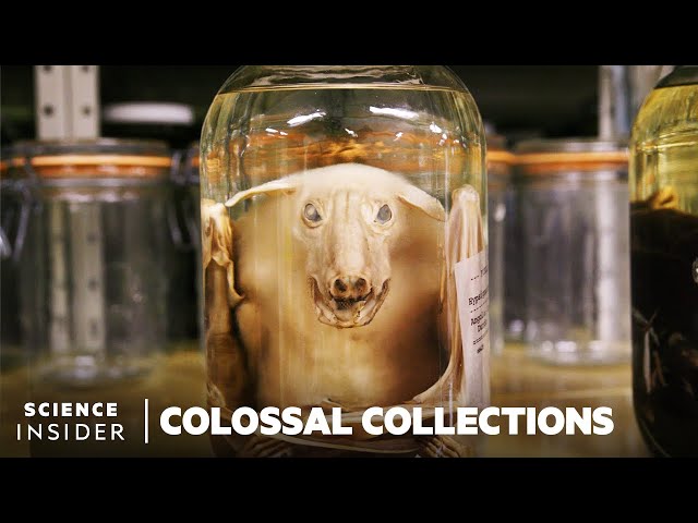 Why 11 Million Embalmed Specimens Are Stored In The Field Museum's Basement  | Colossal Collections