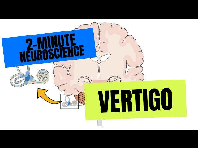 2-Minute Neuroscience: Vertigo
