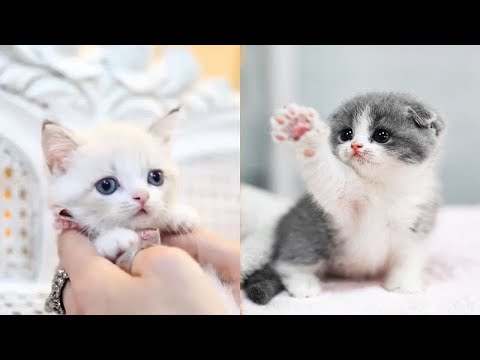 Funny and Cute Dog and Cat Compilation