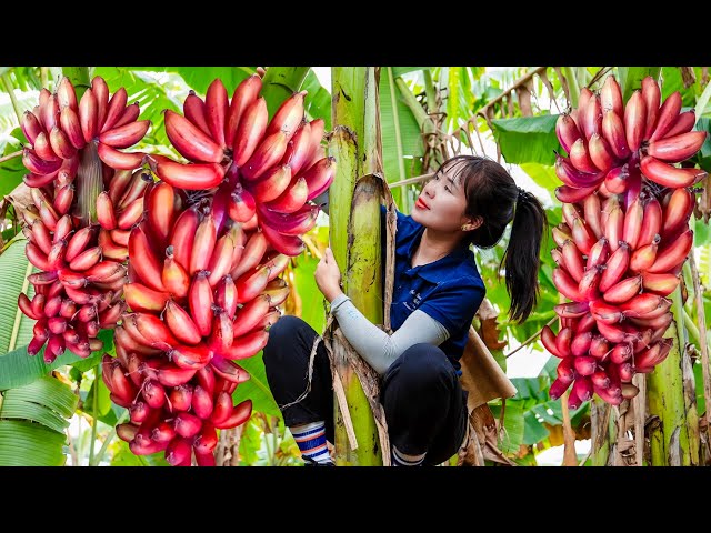 Harvesting Red Bananas to sell at the market | Gardening | Animal care