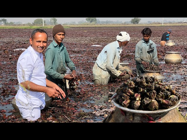 Water Chestnuts Harvesting | Sanghara Recipe | Water Chestnut Cooking Method | Village Food Secrets