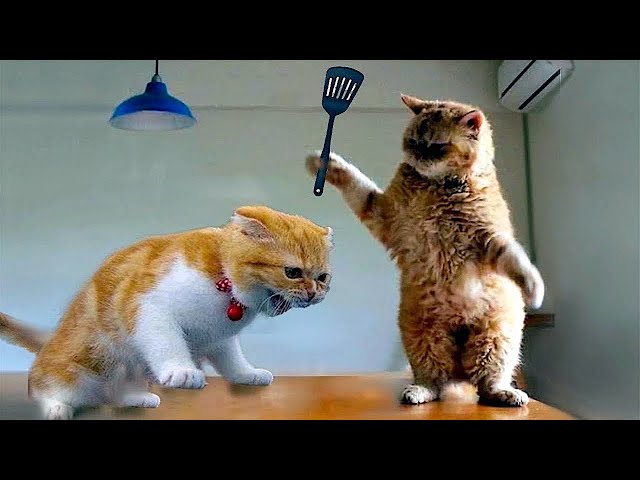 The Funniest Animals - Fun with Cats and Dogs (Funny Pets)