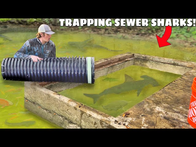 Trapping MONSTER Freshwater Sharks in SEWER!