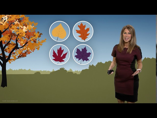 Why Do the Leaves Change Color? | 13 Weather Academy