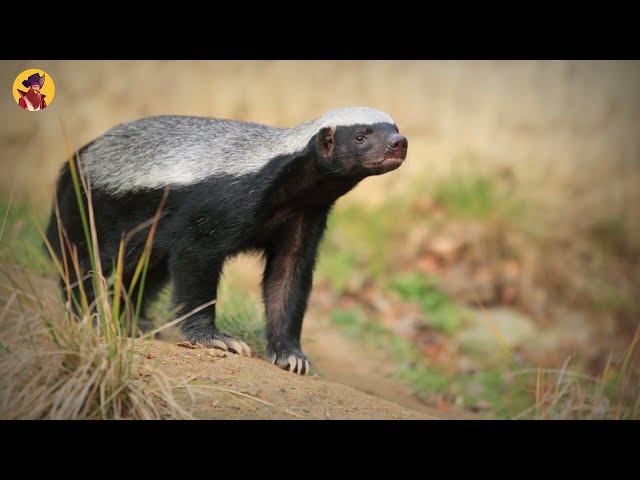 15 Unbelievable Honey Badger And Wolverine Attacks Caught On Camera
