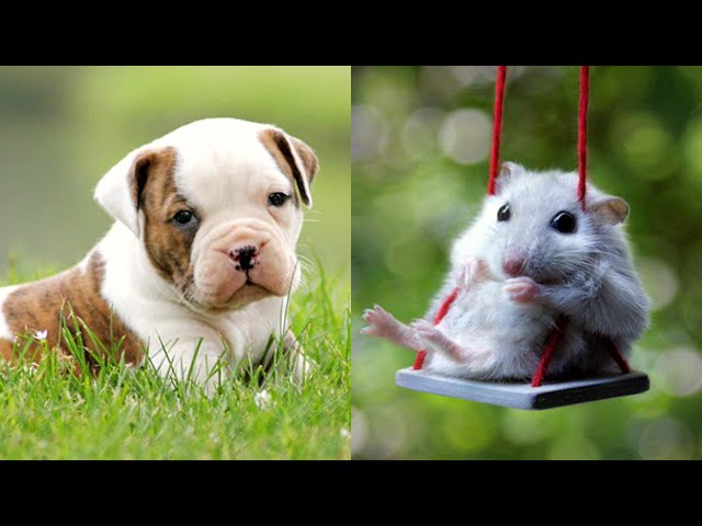 Cute baby animals Videos Compilation cute moment of the animals - Cutest Animals #37