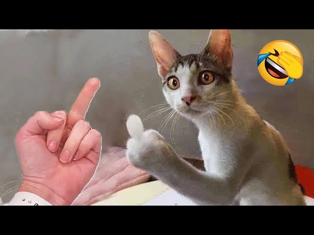 You Laugh You Lose 🤣 Funniest Dogs and Cats 2023 😹🐶 Part 24