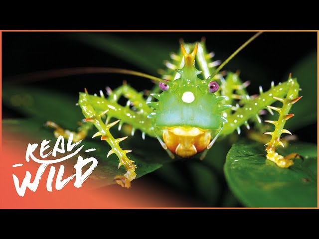 Incredible Insects Of The Amazon | Mini Monsters Of Amazonia | Real Wild