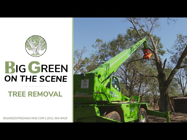 Big Green on the Scene: Tree Removal
