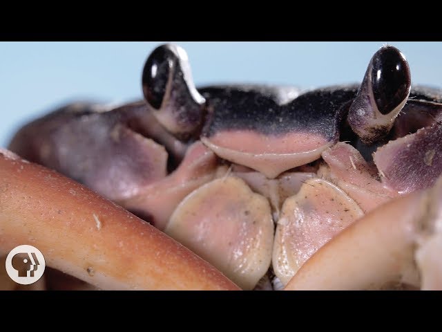 Whack! Jab! Crack! It's a Blackback Land Crab Smackdown | Deep Look