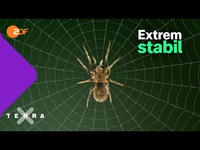 Warum Spinnenseide so besonders ist | Terra X plus