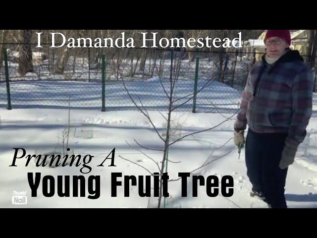 Pruning Fruit Trees Part 2; Young Tree Pruning for Future Structure