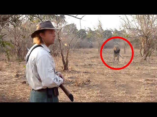 6 Lion Encounters That Will Give You Chills (Part 4)