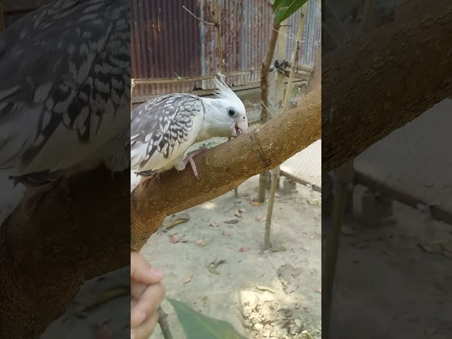 My cockatail