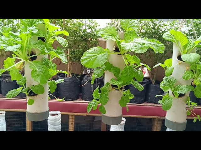 Growing Mustard Green using vertical pipe at home || Farming at home