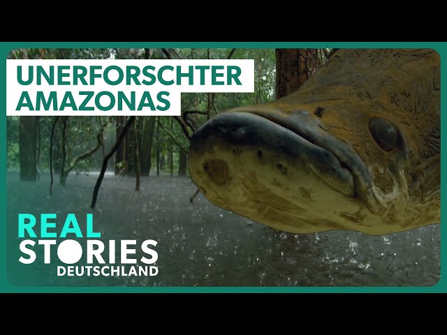 Doku: In den Tiefen des größten Regenwalds der Welt | Real Stories Deutschland