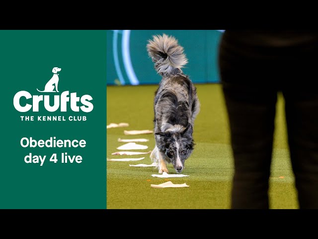 Crufts Obedience Live | Bitch Obedience Championship | Crufts 2022