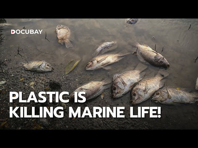 Plastic Shores - How Plastic is Harming Marine Life | DocuBay