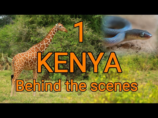 Behind the scenes KENYA 1, covid travel, Samburu safari, special 5, Large-eyed snake, herping Kenya