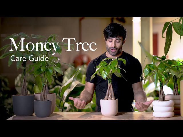 Money Tree Care Guide - Picking, Placing, and Parenting Your Plant