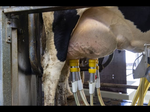 Frische Milch: Vom Landwirt direkt zur Molkerei | #heimischelandwirtschaft