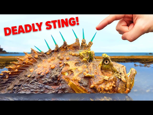 Surviving Sting of Deadliest Fish and other Venomous Animals!