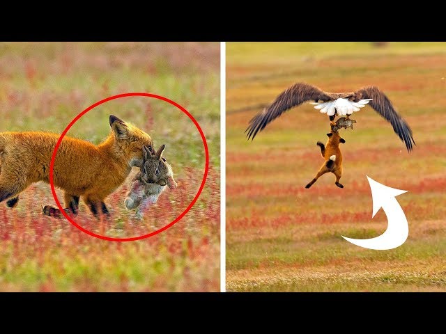 Photographer Shoots Epic Battle Between Fox And Eagle Over Rabbit  And It Gets More And More Epic Wi