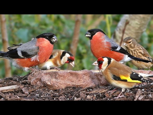 Garden Birds Galore