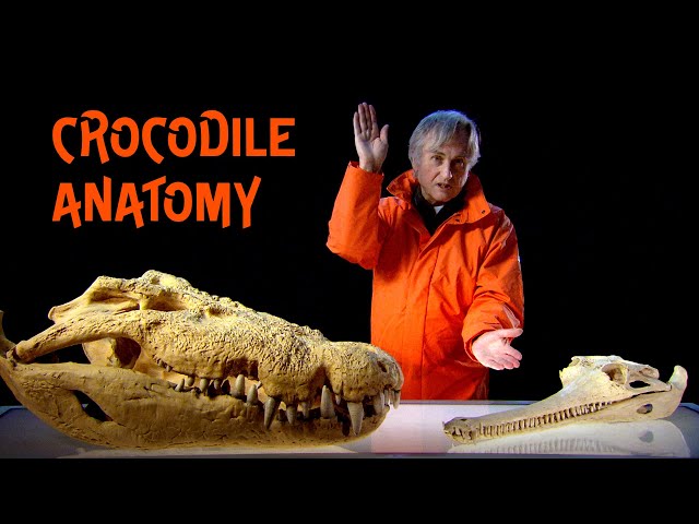 Cold Blooded Assassin | Evolutionary Secrets of the Crocodile