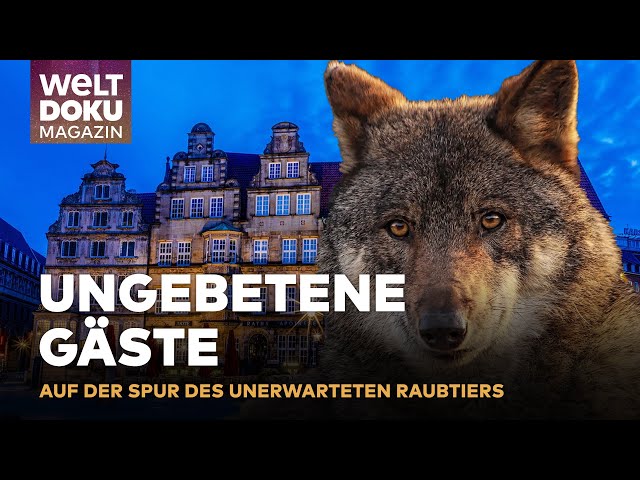 STADTALARM - WOLF IM WOHNGEBIET: Die Jagd nach unerwarteten Stadtbewohner | WELT Doku Magazin