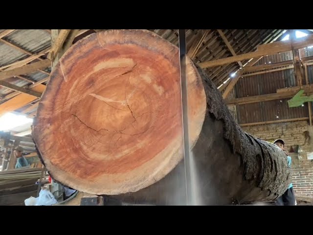 Valued at 1 billion! Monster wood the size of a giant is sawed by a sawmill