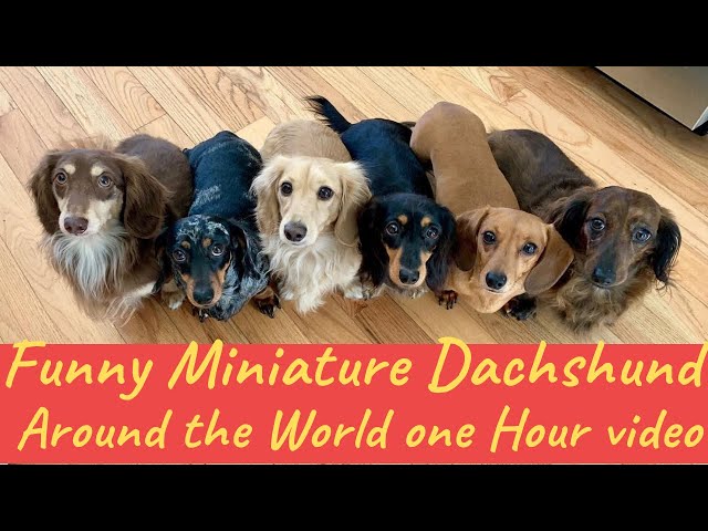 Miniature Dachshund dogs puppies funny videos Around world compilation Dachshund Videos one hour