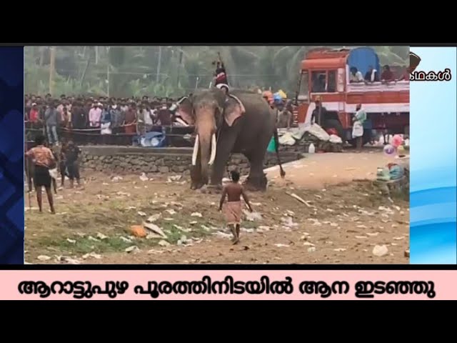 ആറാട്ടുപുഴ പൂരത്തിനിടയിൽ വീണ്ടും ആനയിടഞ്ഞു | Arattupuzha pooram 2024 elephant attack
