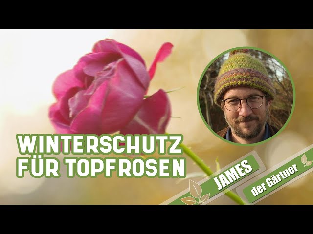 Ein Mäntelchen hält Kälte und Frost on Rosen im Topf ab I James der Gärtner