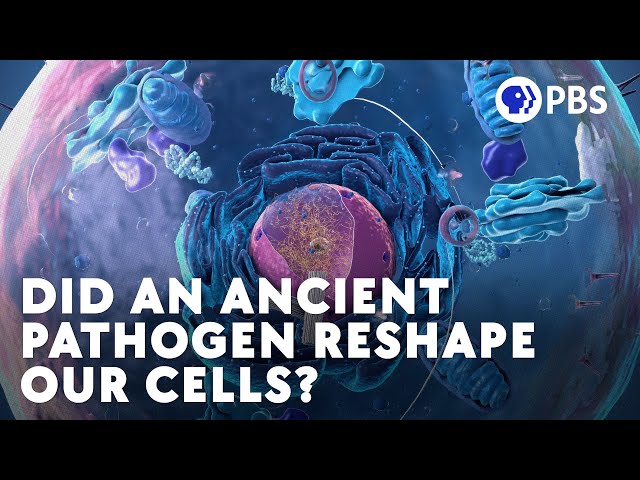 Did An Ancient Pathogen Reshape Our Cells?