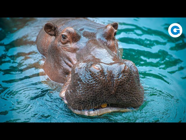 Just Hippos and Rhinos: Pachyderm Perseverance | Full Documentary