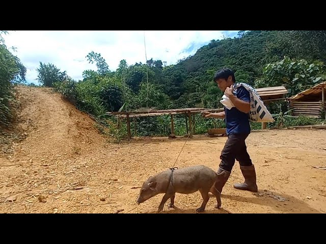 Building a Pig Cage, Moving Pigs Home, Future Life, Episode 66