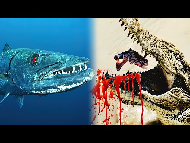 The Most DANGEROUS ANIMALS In The Sea