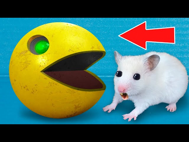 DIY PAC-MAN Hamster Maze with Traps