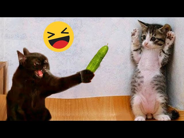 Funniest Cats and Dogs Videos Compilation 2023 🐶😻 #2