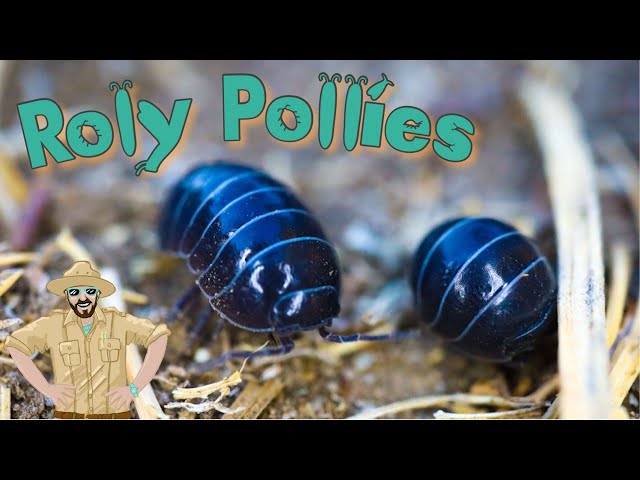 Roly Poly Video For Kids | Backyard Adventures